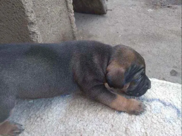 Cachorro ra a Desconhecida idade Abaixo de 2 meses nome Sem nome