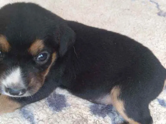 Cachorro ra a Desconhecida idade Abaixo de 2 meses nome Sem nome