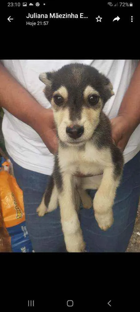 Cachorro raça SRD idade 2 a 6 meses nome Lobinho e Tiquinho