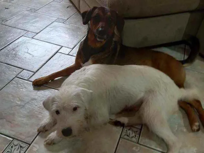 Cachorro raça SRD idade 2 anos nome Valentina