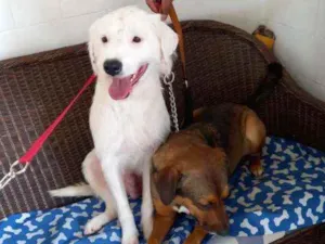Cachorro raça SRD idade 2 anos nome Valentina