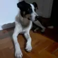 Torresmo