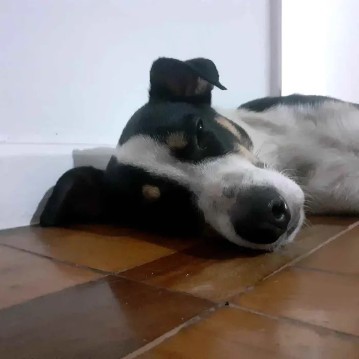 Cachorro ra a Srd idade 1 ano nome Torresmo