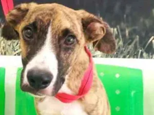 Cachorro raça SRD idade 1 ano nome Tigrinho