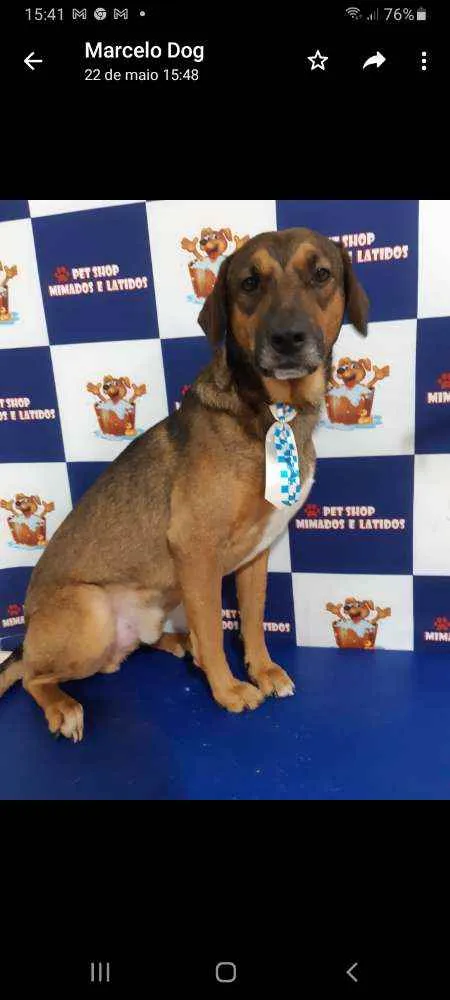 Cachorro raça SRD idade 2 anos nome Brown