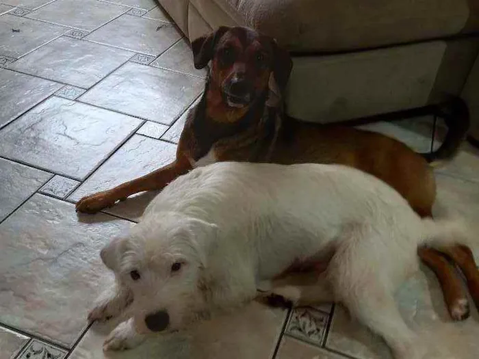 Cachorro raça SRD idade 2 anos nome Brown