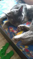 Colocamos de Simon