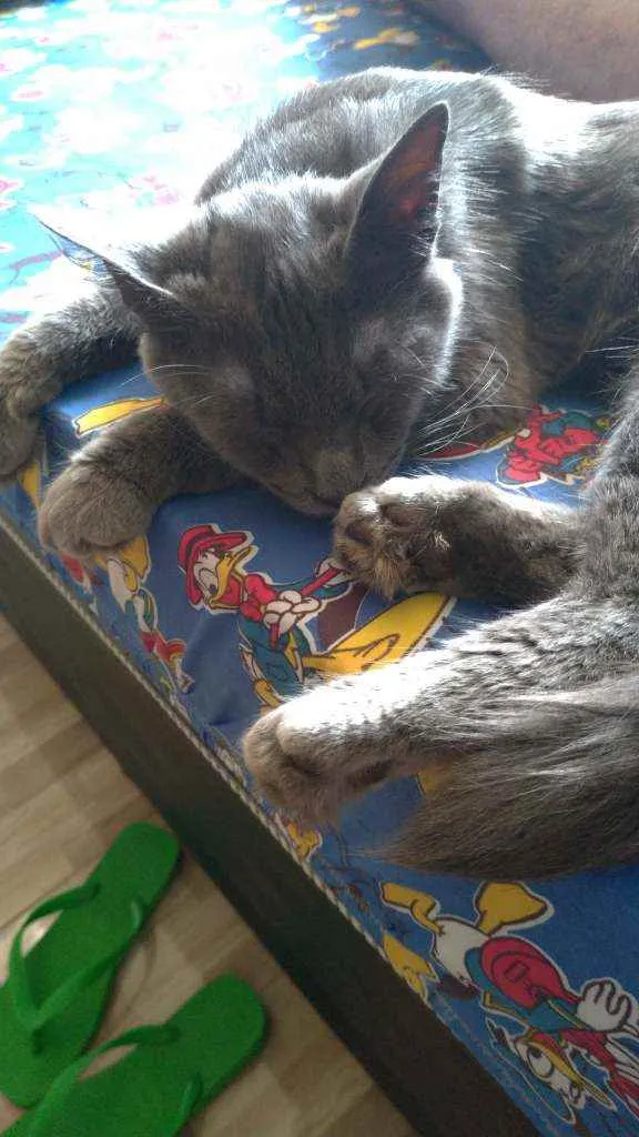 Gato ra a Indefinida idade 7 a 11 meses nome Colocamos de Simon