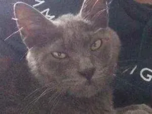 Gato raça Indefinida idade 7 a 11 meses nome Colocamos de Simon