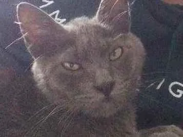 Gato ra a Indefinida idade 7 a 11 meses nome Colocamos de Simon