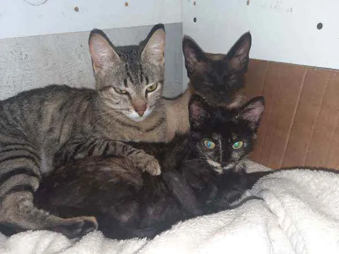 Gato raça RSD idade 1 ano nome lia  e Lalá 