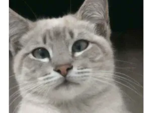 Gato raça Indefinido idade 2 a 6 meses nome Sem nome