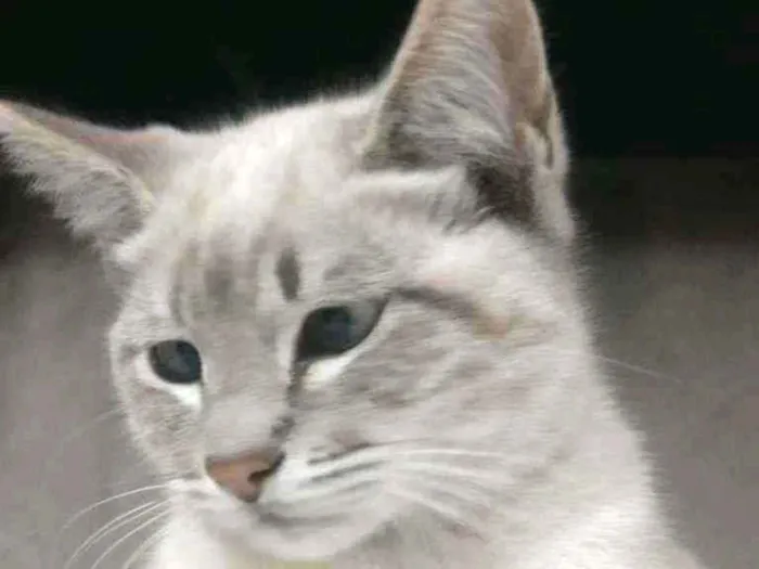 Gato ra a Indefinido idade 2 a 6 meses nome Sem nome