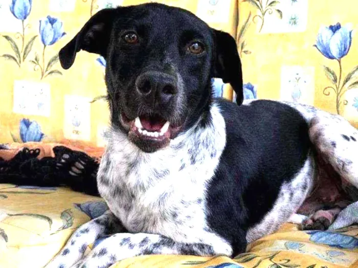 Cachorro ra a SRD idade 2 anos nome Beethoven