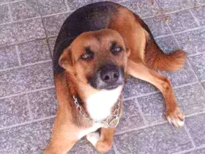 Cachorro raça Viralata idade 3 anos nome Bidu