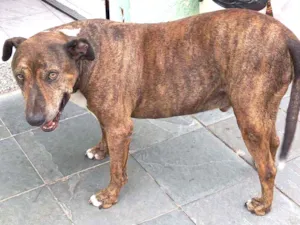 Cachorro raça Mista idade 5 anos nome Josh