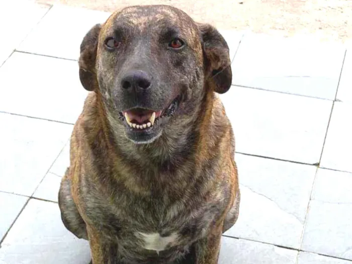 Cachorro ra a Mista idade 5 anos nome Josh