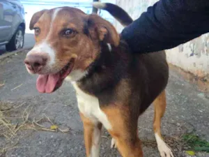 Cachorro raça Não identificada idade 7 a 11 meses nome Rodnei