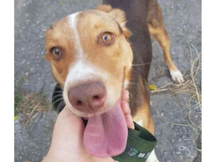 Cachorro ra a Não identificada idade 7 a 11 meses nome Rodnei