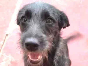 Cachorro raça SRD idade 3 anos nome Laika