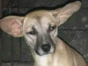 Cachorro raça SRD idade 7 a 11 meses nome Kiara