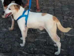 Cachorro raça Indefinida idade 6 ou mais anos nome Alemão