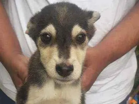 Cachorro raça SRD idade 2 a 6 meses nome Lobinho e Tiquinho