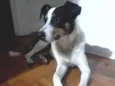 Torresmo