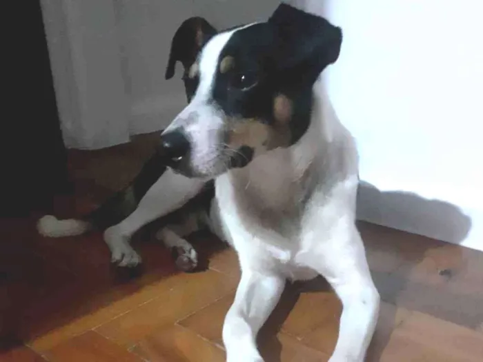 Cachorro ra a Srd idade 1 ano nome Torresmo