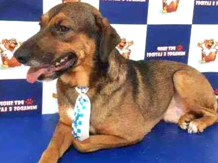 Cachorro raça SRD idade 2 anos nome Brown