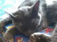 Colocamos de Simon