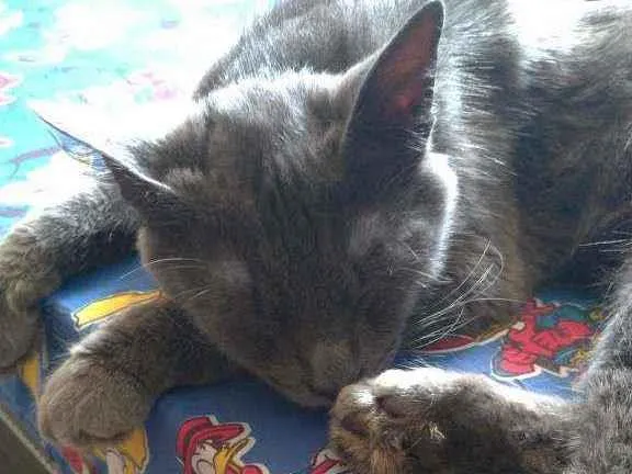 Gato ra a Indefinida idade 7 a 11 meses nome Colocamos de Simon