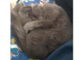 Colocamos de Simon