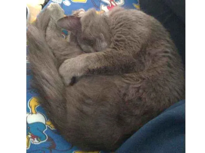 Gato ra a Indefinida idade 7 a 11 meses nome Colocamos de Simon