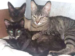 Gato raça RSD idade 1 ano nome lia  e Lalá 