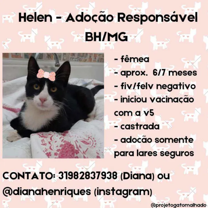 Gato raça Srd idade 7 a 11 meses nome Helen
