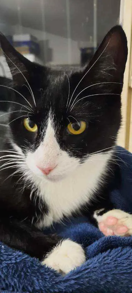 Gato raça Srd idade 7 a 11 meses nome Helen