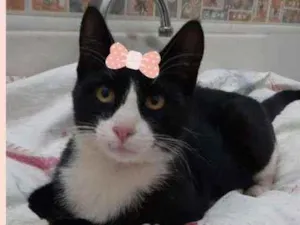 Gato raça Srd idade 7 a 11 meses nome Helen