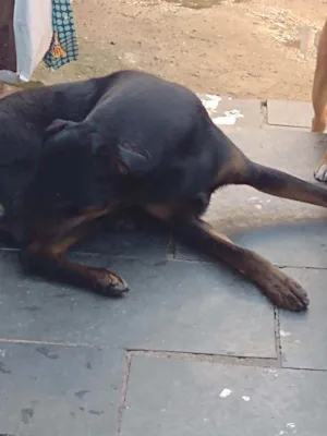 Cachorro raça Não definida idade 3 anos nome Amora