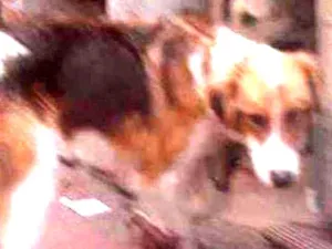 Cachorro raça Misturado idade 1 ano nome Bolinha