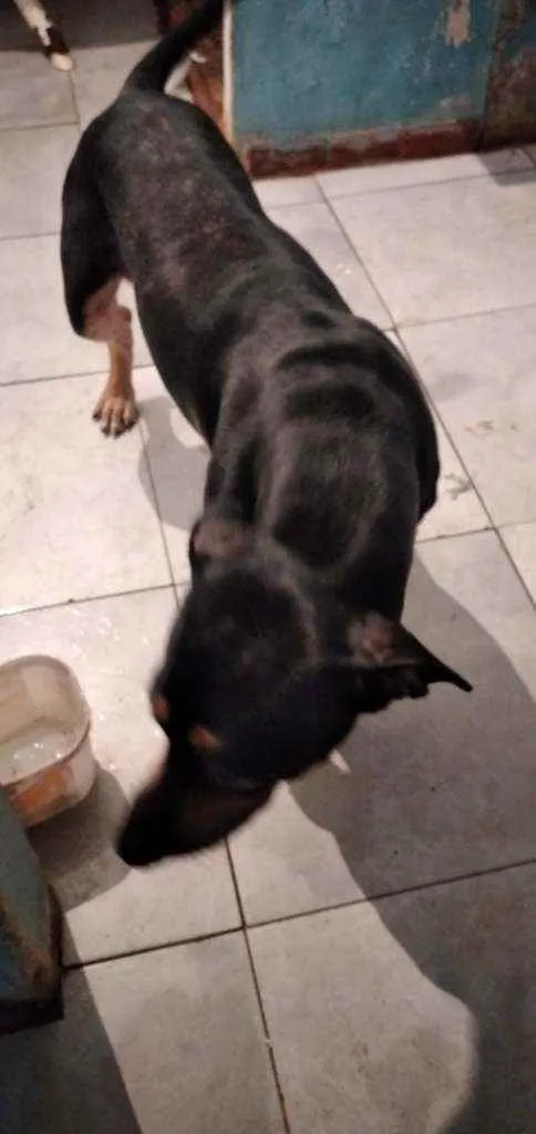 Cachorro ra a Viralata idade 1 ano nome Pacote