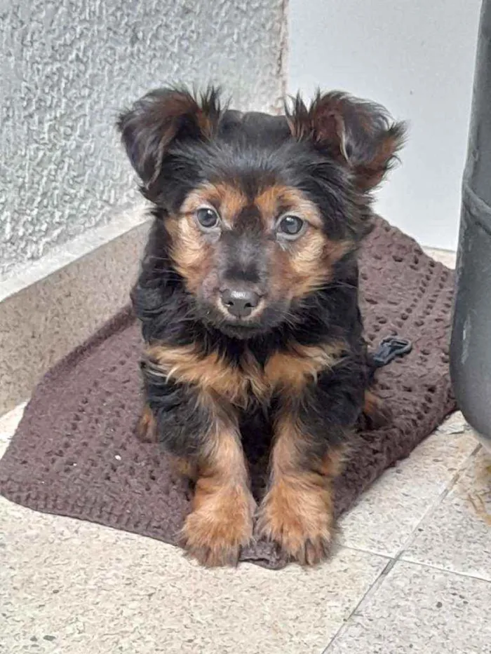 Cachorro raça Mistura com Yorkshire idade 2 a 6 meses nome Stacy