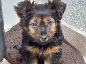 Cachorro raça Mistura com Yorkshire idade 2 a 6 meses nome Stacy