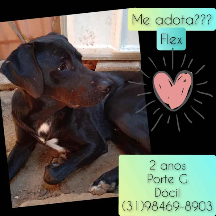 Cachorro raça SRD idade 2 anos nome Flex
