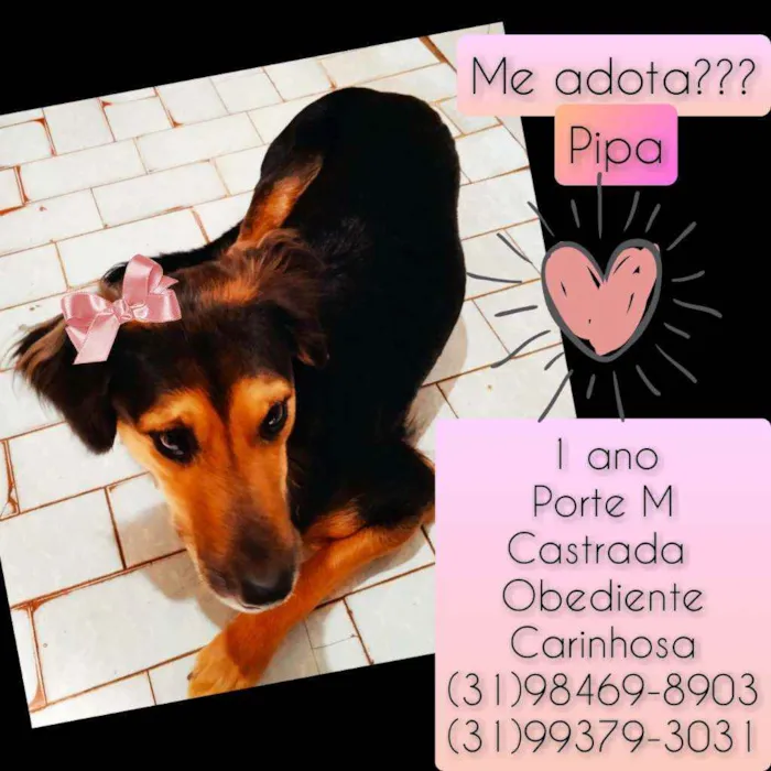 Cachorro raça SRD idade 1 ano nome Pipa