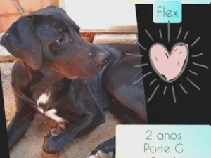 Cachorro raça SRD idade 2 anos nome Flex