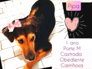 Cachorro raça SRD idade 1 ano nome Pipa