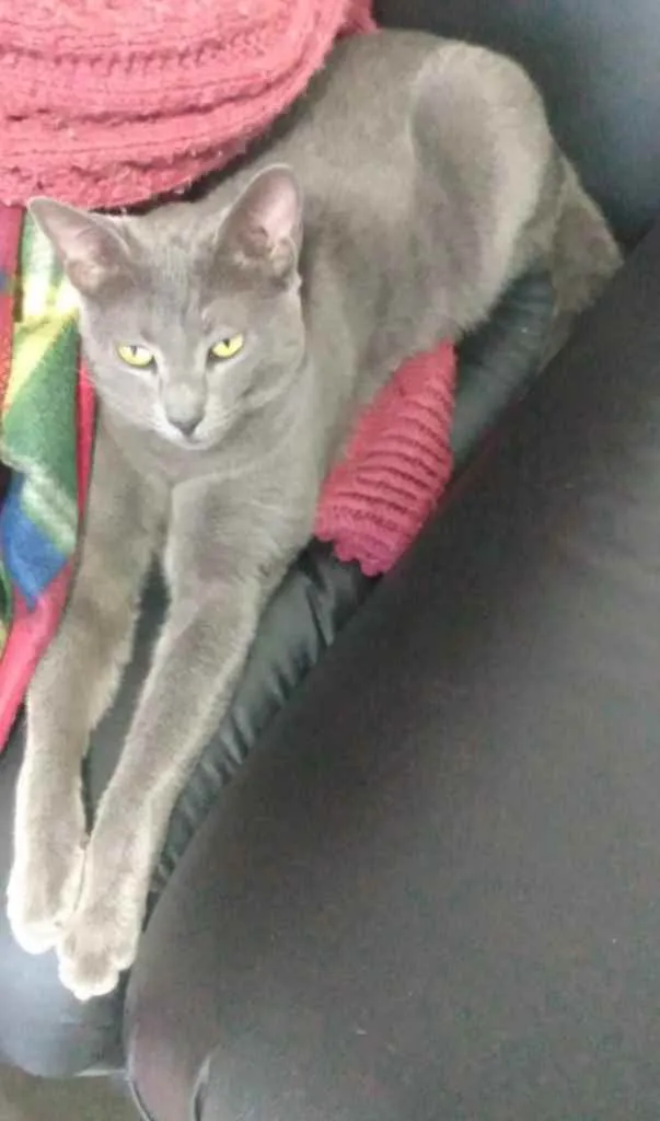 Gato ra a Nd idade 1 ano nome Neblina