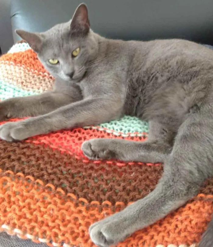 Gato ra a Nd idade 1 ano nome Neblina