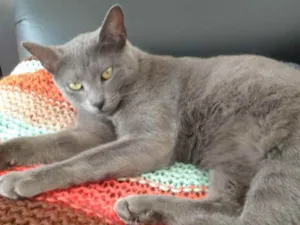 Gato raça Nd idade 1 ano nome Neblina